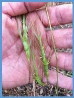 barbed goatgrass